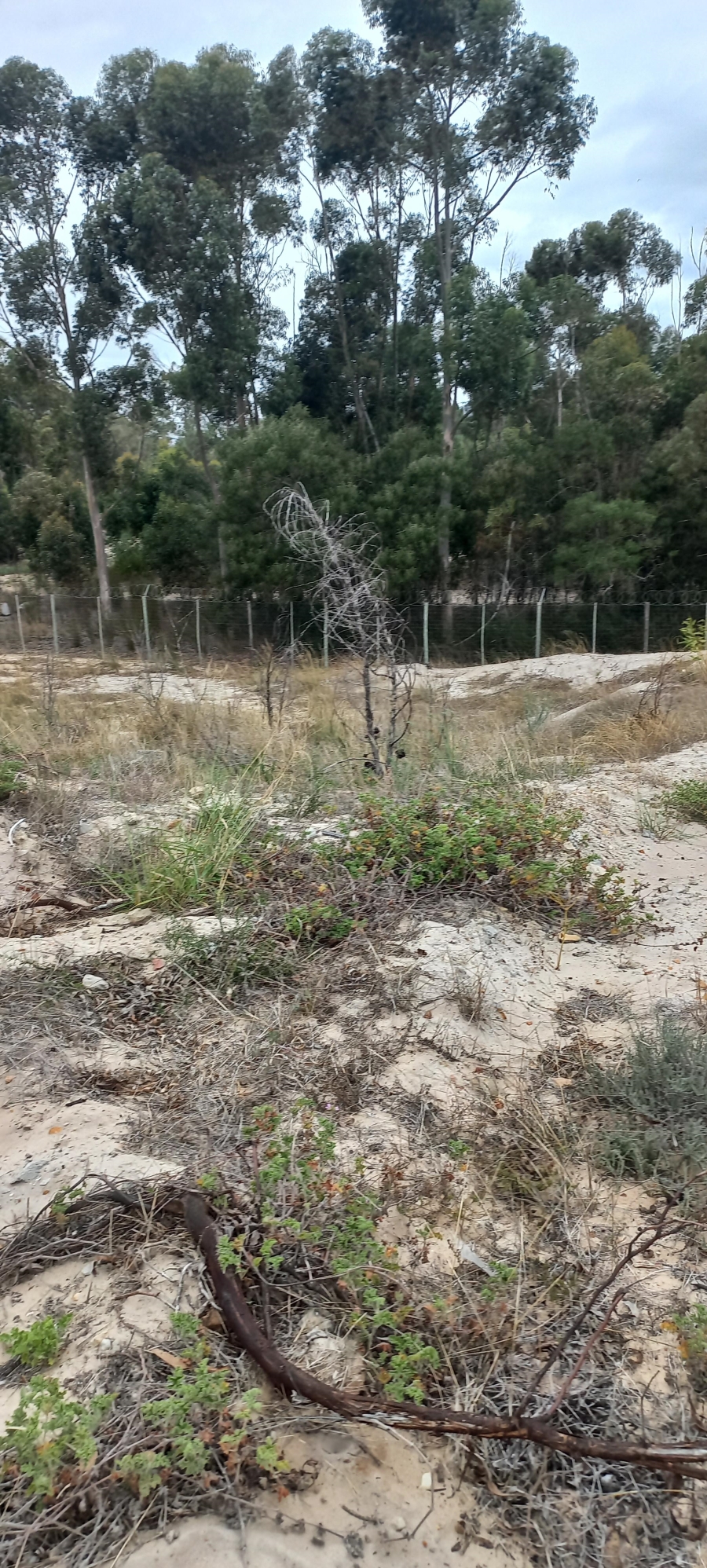 0 Bedroom Property for Sale in Albertinia Western Cape